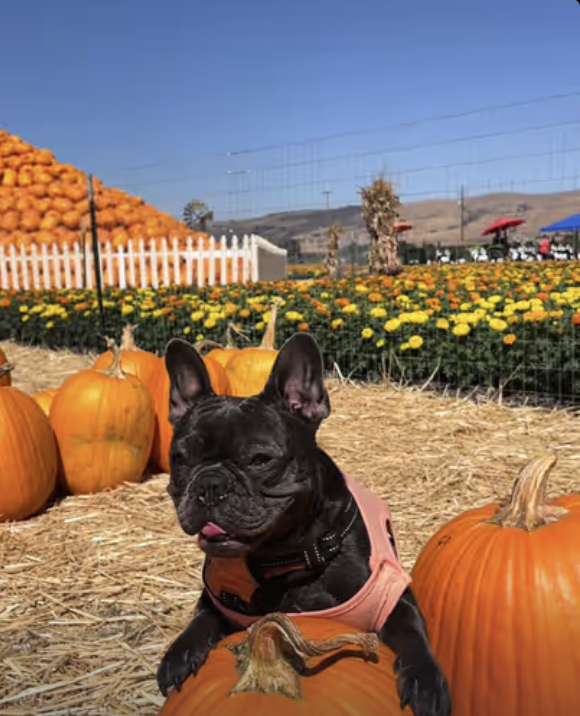 Frenchie visits local Pumpkin Patch !!!